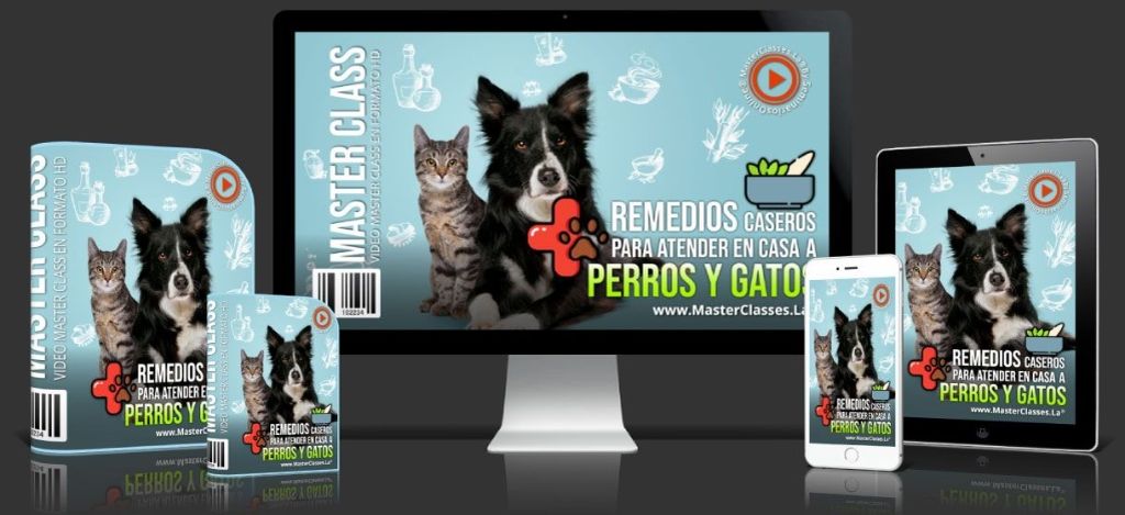 Remedios Caseros Para Atender En Casa A Perros Y Gatos Remedios Caseros Para Atender En Casa A Perros Y Gatos